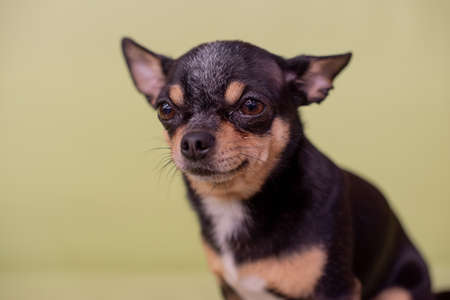 Beautiful chihuahua dog. Animal portrait. Stylish photo. Chihuahua indoors. The dog will grin in surprise to the side. Mini breed of dog Shorthair. A petの写真素材