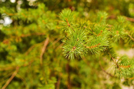 Background of green young coniferous twig. Pine branch in summer