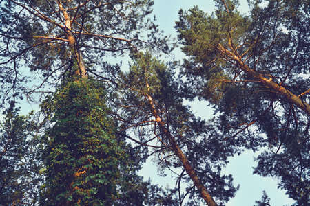 Pine green forest background in a sunny day. Pines and sky.