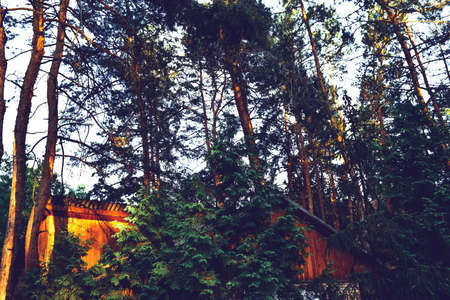 Pine green forest background in a sunny day. Pines and sky.