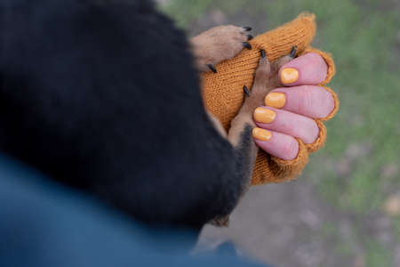 Chihuahua in the hands of a woman. Girl stroking her pet. Black with brown chihuahua. Chihuahua paw in the hands of a girl. Love to the animalsの写真素材