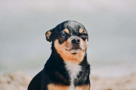 funny chihuahua dog posing on a beach. Chihuahua at sea. small dog Chihuahua walking along the beach...
