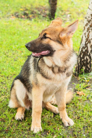 East-European Shepherd. Shepherd Portrait. A cute east european shepherd dog.の写真素材