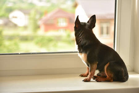 A small beautiful dog of the Chihuahua breed sits alone on a white windowsill by the window. Day. Chihuahua dog on the windowsill. Pet waiting for its owner by the window. The dog is tricolor. dogの写真素材
