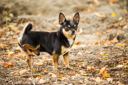 Pet dog walks on the street. Chihuahua dog for a walk. Chihuahua black, brown and white. Cute puppy on a walk. Dog in the garden or in the park Well groomed dog Chihuahua mini smooth hairedのeditorial素材