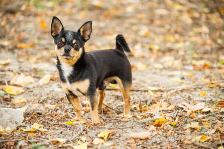 Pet dog walks on the street. Chihuahua dog for a walk. Chihuahua black, brown and white. Cute puppy on a walk. Dog in the garden or in the park Well groomed dog Chihuahua mini smooth hairedのeditorial素材