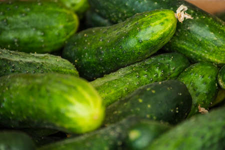 Macro photo food vegetable cucumber. A lot of juicy green cucumbers with pimples. Texture background...