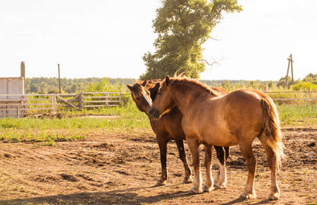 a brown horse stands. Horses on a farm. horse at the summer time. Animals and wildlife concept.の写真素材