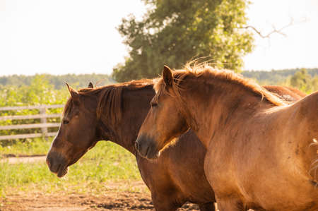 a brown horse stands. Horses on a farm. horse at the summer time. Animals and wildlife concept.の写真素材