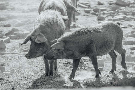 Mangalica a Hungarian breed of domestic pig. Pig mangalitsa.の写真素材