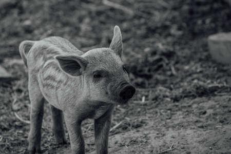 Mangalica a Hungarian breed of domestic pig. Pig mangalitsa.の写真素材