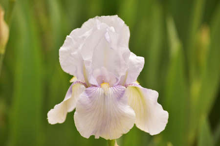 Beautiful flower iris on a blurred green background. Spring. Purple color irise flower blossoms after rain close up. So beautiful flowers in June.の写真素材