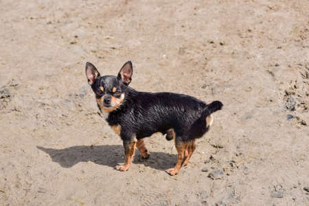 Chihuahua dog in the summer on the sand. Cute black chihuahua puppy. Chihuahua dog at the sea