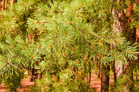 Coniferous tree branch with water drops. Macro shot. Pine branch