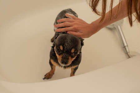 chihuahua dog getting pleasure from shower in bath. Chihuahuas are bathed in the shower.