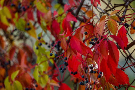 WILD grapes IN AUTUMN PILTAINED FENCE. Wild wingrad leaves in autumn. Autumn natural textureの写真素材