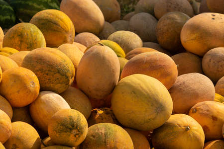 Ripe melons, background for the sale of fruits. Pile with melonsの写真素材