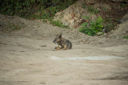Mongrel on the sand. A gray mongrel dog lies on the sand. Dog