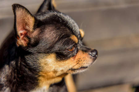 Dog portrait. Chihuahua dog on the background of wood. portrait of a Chihuahua. Small breed of dog. Chihuahua on wood background. Pet, well-groomed domestic purebred dogの写真素材