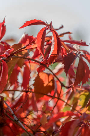 WILD grapes IN AUTUMN PILTAINED FENCE. Wild wingrad leaves in autumn. Autumn natural textureの写真素材