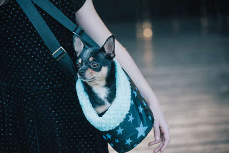 Girl with chihuahuas in a bag. Teenage girl with a dog. Girl and petの写真素材
