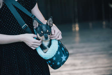 Girl with chihuahuas in a bag. Teenage girl with a dog. Girl and petの写真素材