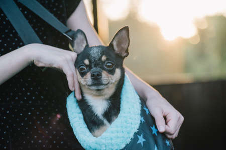 Girl with chihuahuas in a bag. Teenage girl with a dog. Girl and petの写真素材