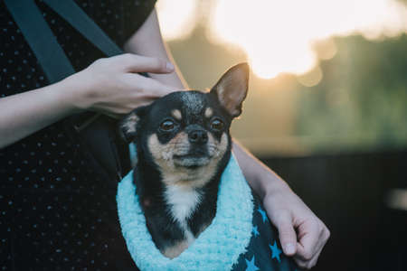 Girl with chihuahuas in a bag. Teenage girl with a dog. Girl and petの写真素材