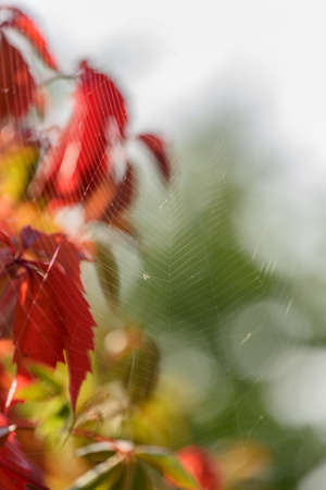 WILD grapes IN AUTUMN PILTAINED FENCE. Wild wingrad leaves in autumn. Autumn natural textureの写真素材