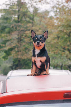 Dog, car, pet. companion dog sitting on the car. Chihuahua dog sits on the car.の写真素材