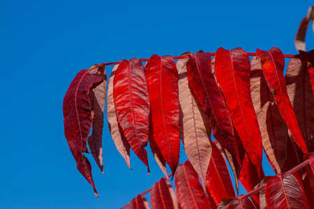 Abstract background of autumn leaves. Autumn background. Tree branch with autumn leaves. Autumn background.の写真素材