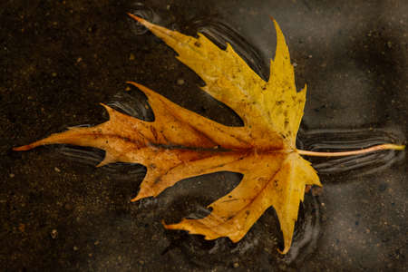 Wet leaves. Autumn leaves on the pavement. Golden autumnの写真素材