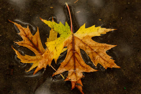 Wet leaves. Autumn leaves on the pavement. Golden autumn