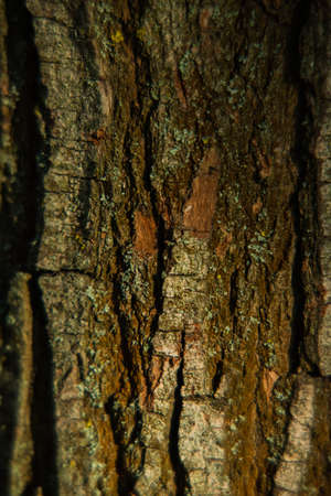 bark of tree texture. Wood bark texture. Part of a tree in daylight. The invoice for designers. Tree...