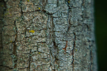 bark of tree texture. Wood bark texture. Part of a tree in daylight. The invoice for designers. Tree...