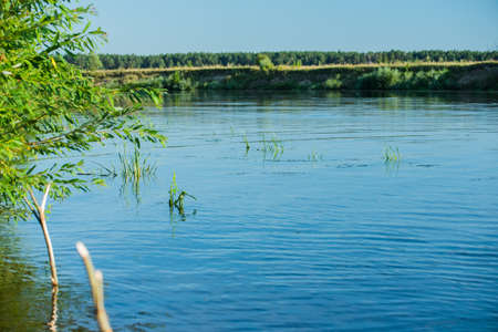 River and trees. Summer river with bright blue sky. Summer vacation nature