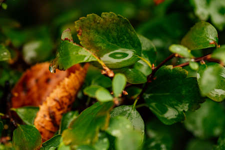 Close-up shot of green bush after rain. Dew drops on a green bush. Dewdrops on of the leaves