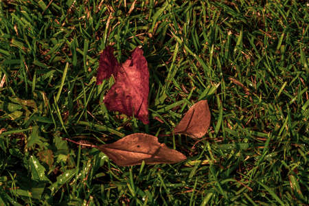 leaf on green grass. Autumn leaf birch. Leaves on the grass. Close-up of a mown lawn. Abstract...