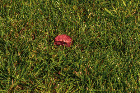 leaf on green grass. Autumn leaf birch. Leaves on the grass. Close-up of a mown lawn. Abstract natural creative background. Peaceful Garden with a Freshly Mown Lawnの写真素材