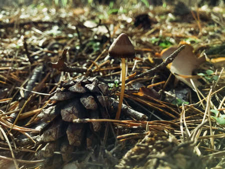 autumn forest mushrooms. forest mushroom. October nature. close up on beautiful mushrooms in the...