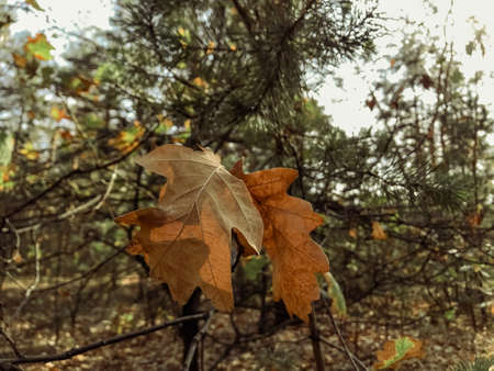 Autumn maple leaves in the forest. Colorful background of autumn leaves. Amazing colorful background...