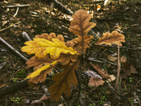 Autumn maple leaves in the forest. Colorful background of autumn leaves. Amazing colorful background...