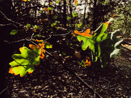 Autumn maple leaves in the forest. Colorful background of autumn leaves. Amazing colorful background...