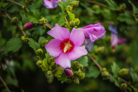 Violet summer flower. Blooming bush in the garden in summer. Nature
