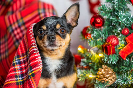 Chihuahua dog. Chihuahua and Christmas. Adorable little Christmas dog chihuahuaの写真素材