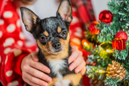 Chihuahua dog. Chihuahua and Christmas. Adorable little Christmas dog chihuahuaの写真素材