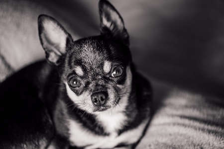 Dog. Smooth-haired Chihuahua dog lying on the warm plaid. Chihuahua on a brown plaid. Chihuahua liesの写真素材
