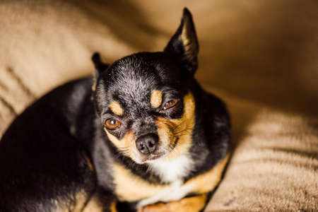 Dog. Smooth-haired Chihuahua dog lying on the warm plaid. Chihuahua on a brown plaid. Chihuahua liesの写真素材