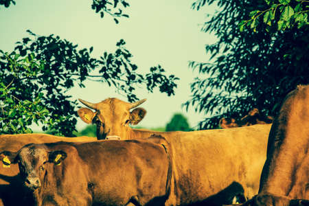 Cows in meadows. Red cows and calves in the meadow. Volyn breed of cowsの写真素材