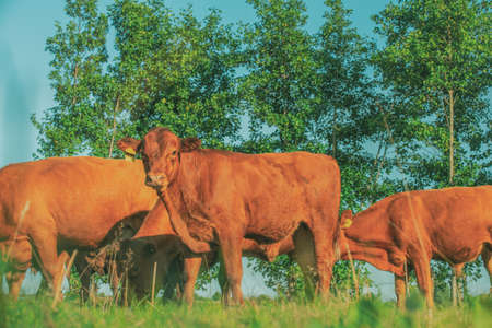 Cows in meadows. Red cows and calves in the meadow. Volyn breed of cowsの写真素材